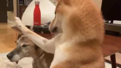My shiba likes to "pet" my other dog