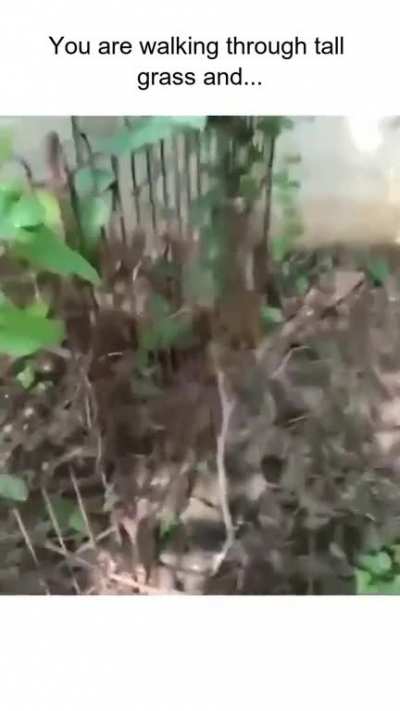 what would you choose, fight him or run