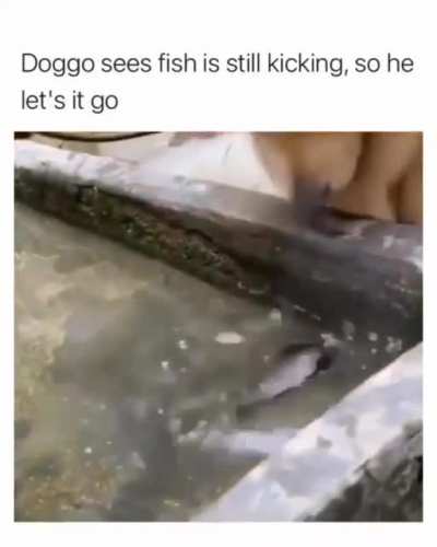 Good boy