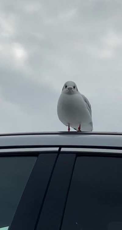 New car alarm