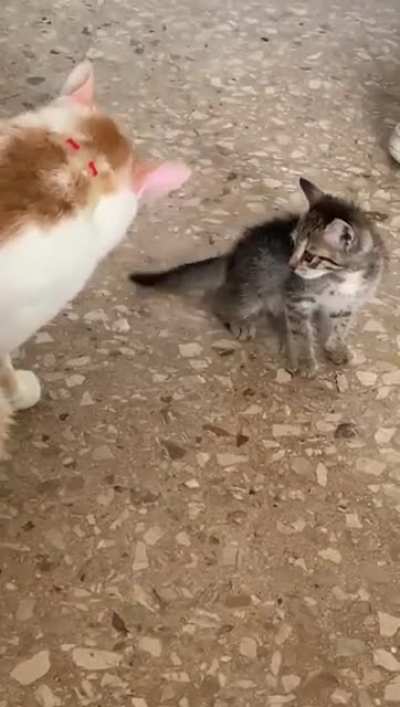 Smol &amp;amp; angry