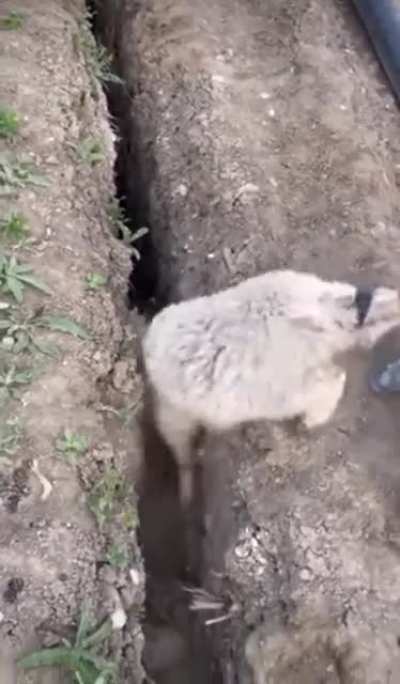 Sheep saved from being stuck in crack