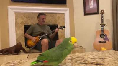 Bird is lead singer with his human performing AC/DC "Whole Lotta Rosie"