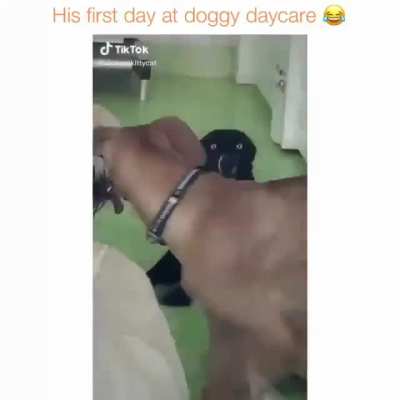 Why did you bark me here