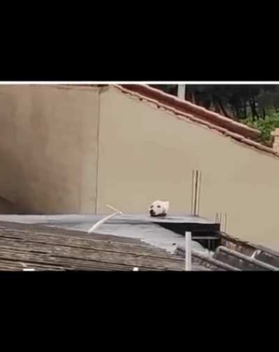 Just a curious doggo looking out of a roof&hellip; right?