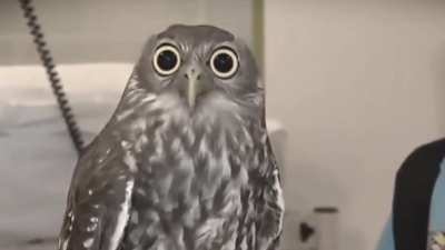 BirbVeteran