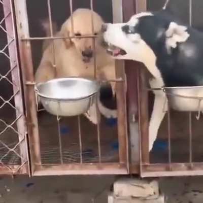 A mofo but alpha as fuck