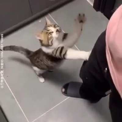 Miaw