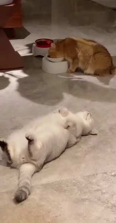 Lazy sleepy cat...and foodie cat 😺😸