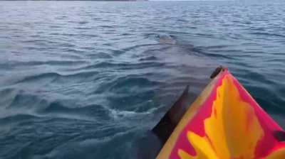 Had a little bump from a curious basking shark off the west Cork coast 🦈 🧜&zwj;♀️