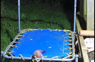 Tiny stoat discovers a trampoline