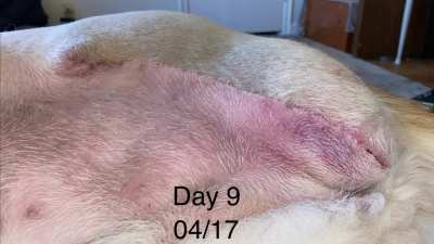 2 weeks post hind leg amputation