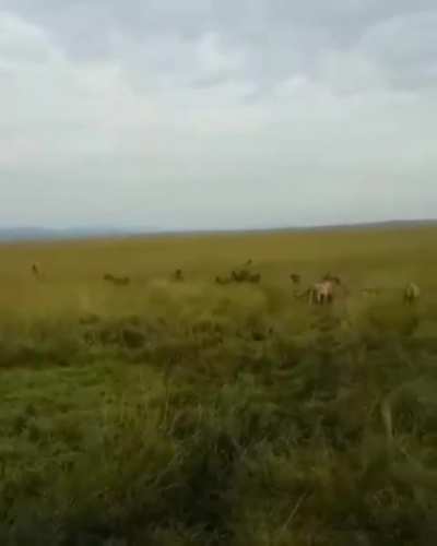 Battle between lions and hyenas