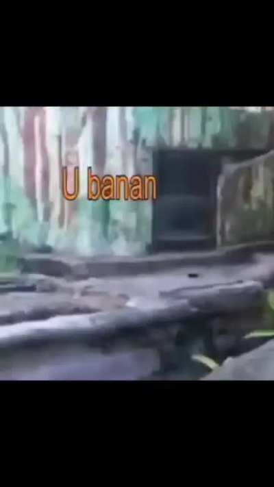 Bananu