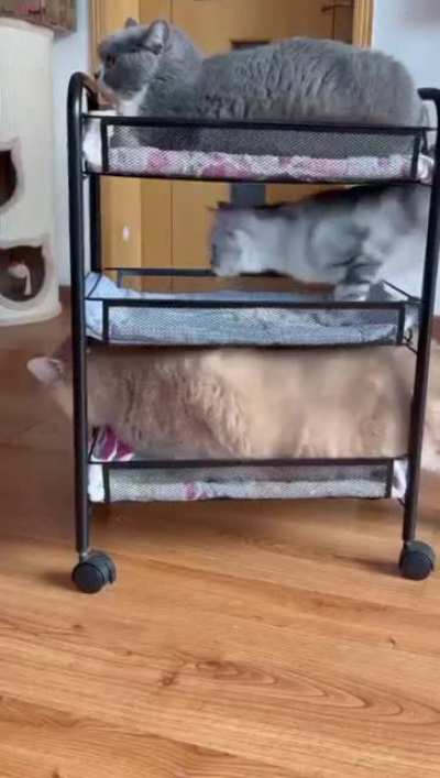 New bed for my three cats, hhhh