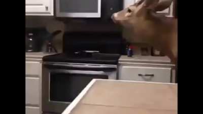 lalala