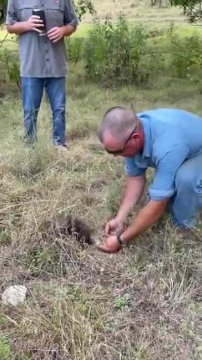 Porcupine teaches man a lesson