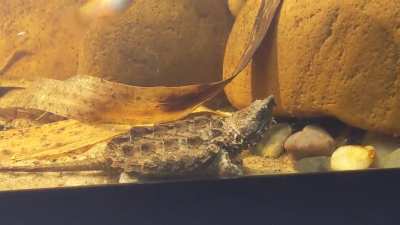 Toecutter trying to be a fearsome predator, lol! fEAr HiM!!!