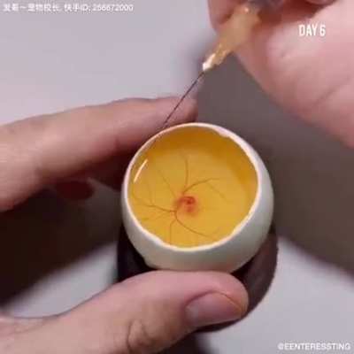 Incuba&ccedil;&atilde;o de um pintinho