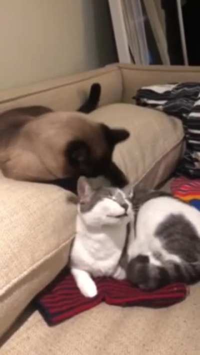 "Come here, I want to love you!"