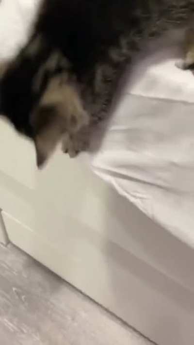 Cat don't jump