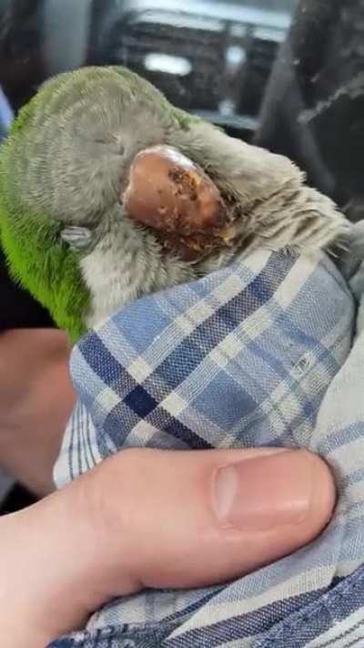 Encontré a este agradable sujeto moribundo y quería aprovechar el día del animal para dejar un par de consejos. Va el texto en los comentarios.