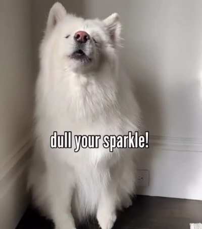 [Video] Friendly Floof Says Don&rsquo;t Let Anyone Dull Your Sparkle!