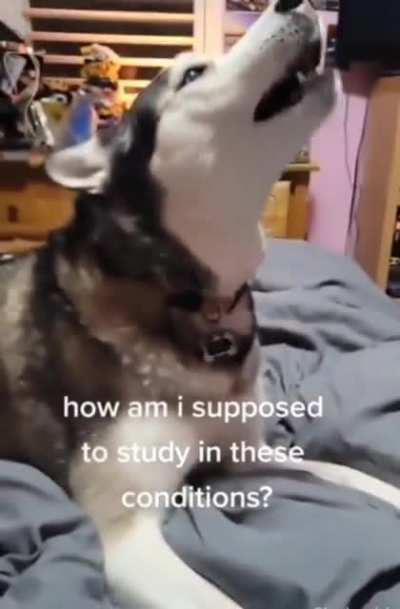 He do be screaming though