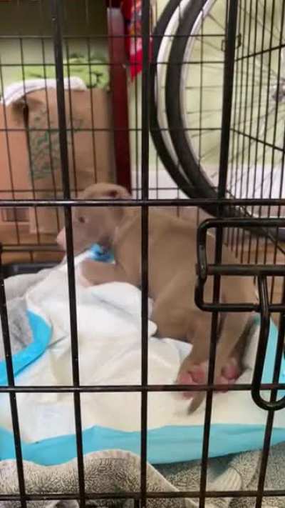 this is puppy. he&rsquo;s about to be a foster fail 😍