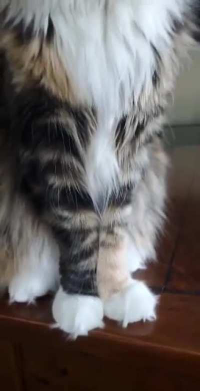 My bf&rsquo;s maine coon, Mocha, is gorgeous