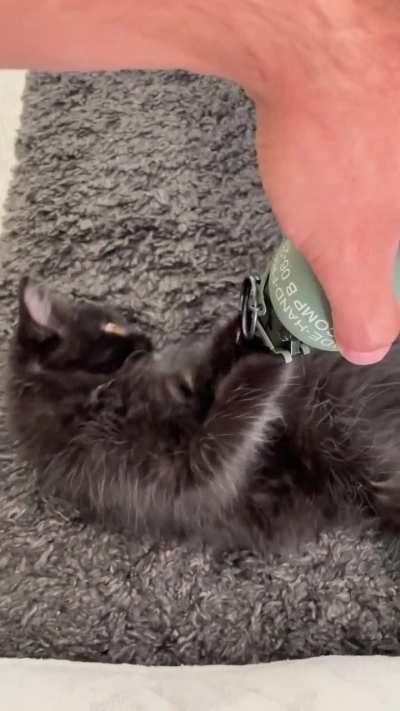 My new kitty likes to play with M67 frags! 🐈&zwj;⬛
