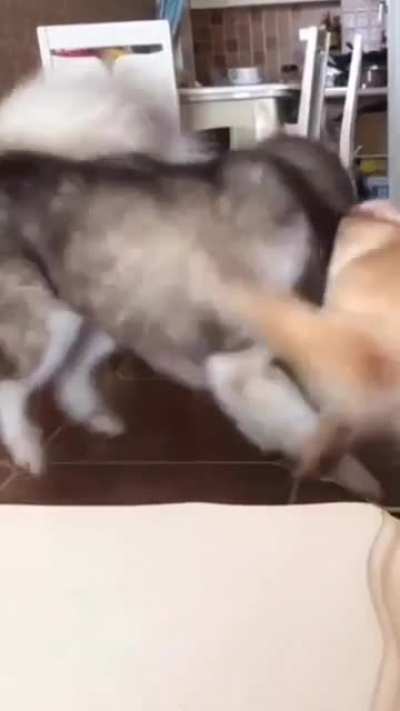 Boys will be boys