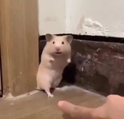 Startled Hamster **NOW WITH AUDIO**