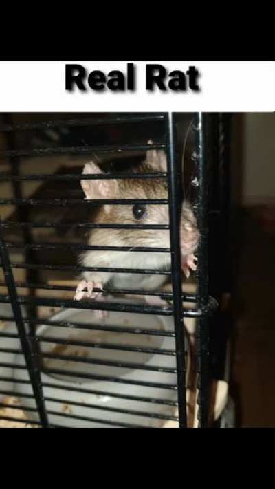 Real Rat (He's mine)