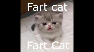 hqhahaahhahah pooopopuu poct cat poop11!!!111!!!111