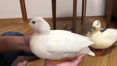Duck maintenance