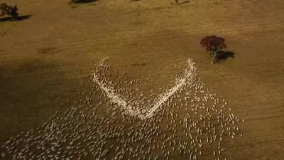 Farmer, Ben Jackson from Guyra in NSW, found a special way to pay tribute to his Aunty Deb Cowdery. He wasn&rsquo;t able to go to the funeral because of border closures. &ldquo;I feel a bit hopeless here on the farm, but I wanted to show my love somehow,&rdquo;