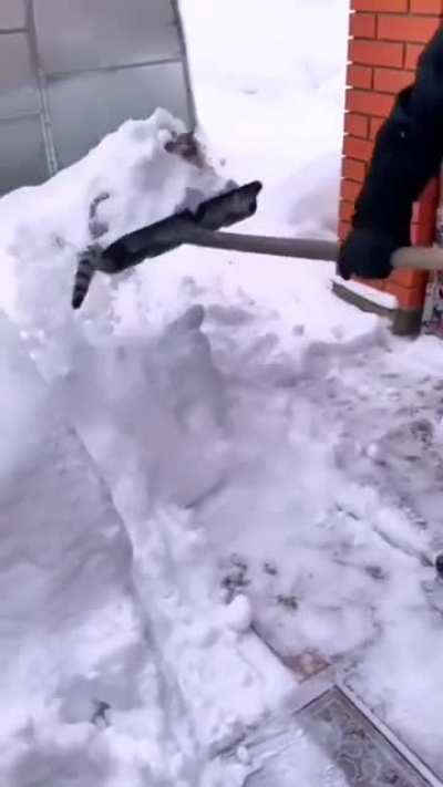 This snow loving cat