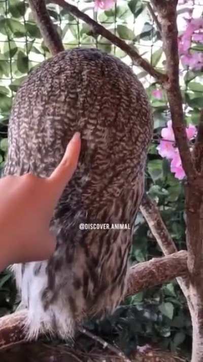 Gafaya bak gafaya