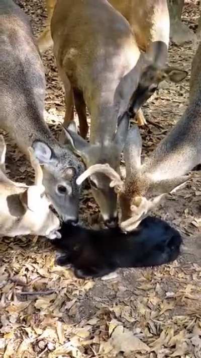 the ritual