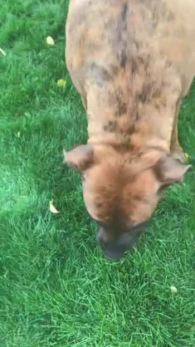 Pups haven&rsquo;t figured out this fetch thing