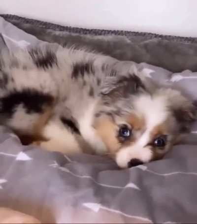 Just a little guy