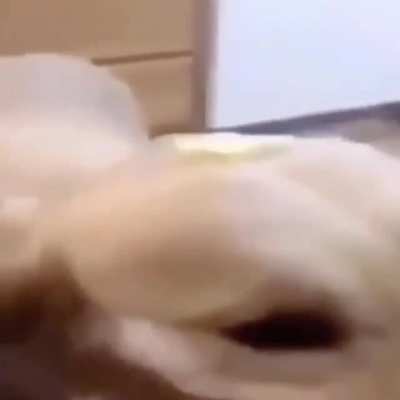 bu er dog