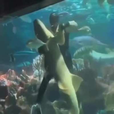 Me asf 🦈