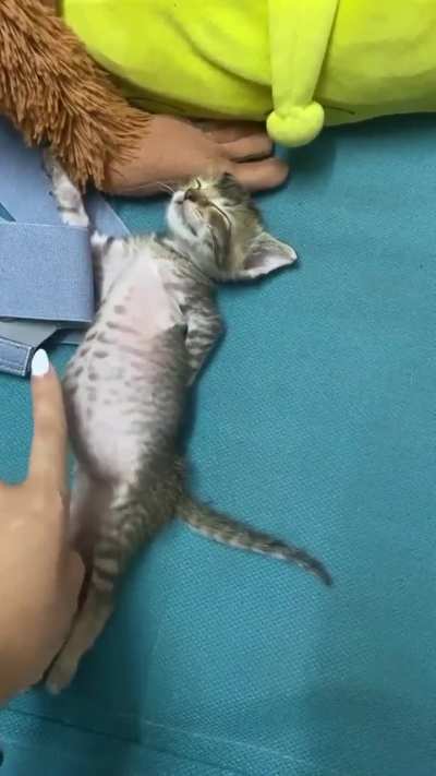 Proud of that belly