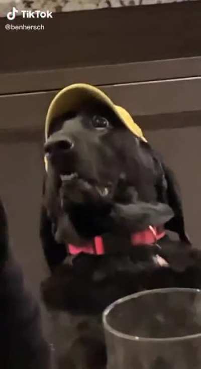 tobia na noia