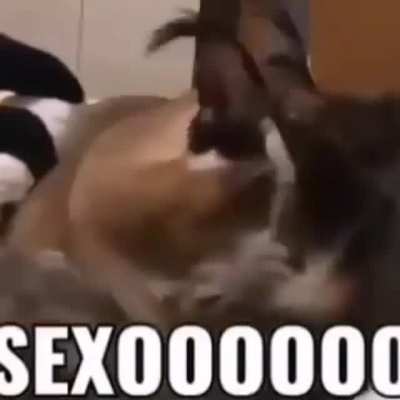 Sexo