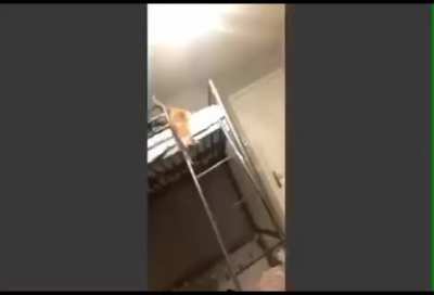 Cat go down