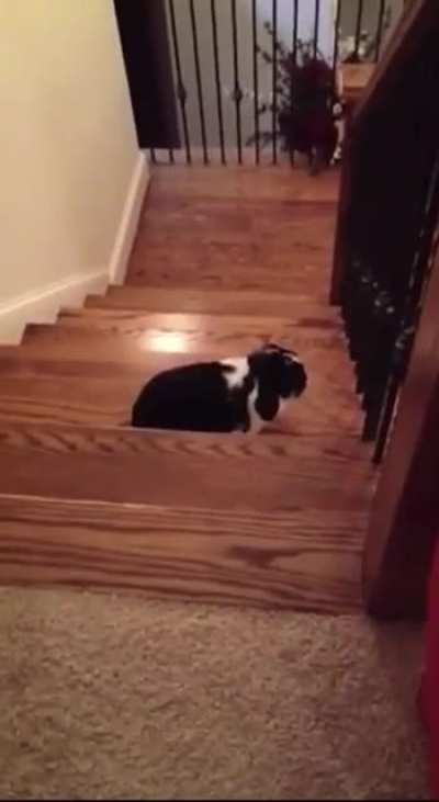 this is my sweet girl jingle, who passed a few years ago and took a piece of my heart with her. a hilarious and spunky girl, she had hopped down these two steps. i figured she could get herself back up, and well....