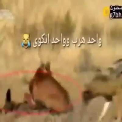 mashAllah ☝️ فلسطيني شجاع🇵🇸 flopa Wersus 3 आवारा कुत्ते wideo stolen 2017 urdu whatsap gruop content 2021 🚰 sponsered by @7ekaya_perfume @wdl 😂 सर्वश्रेष्ठ इंस्टाग्राम पेज अरबी with sound 472p punjabdownload.kingsalman.ar
